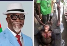Bayelsa Commissioner Condemns Killing of Chimpanzee, Orders Investigation Bayelsa Commissioner Condemns Killing of Chimpanzee, Orders Investigation
